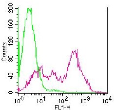 Monoclonal Antibody to Rat NKp46 (Clone: WEN23)